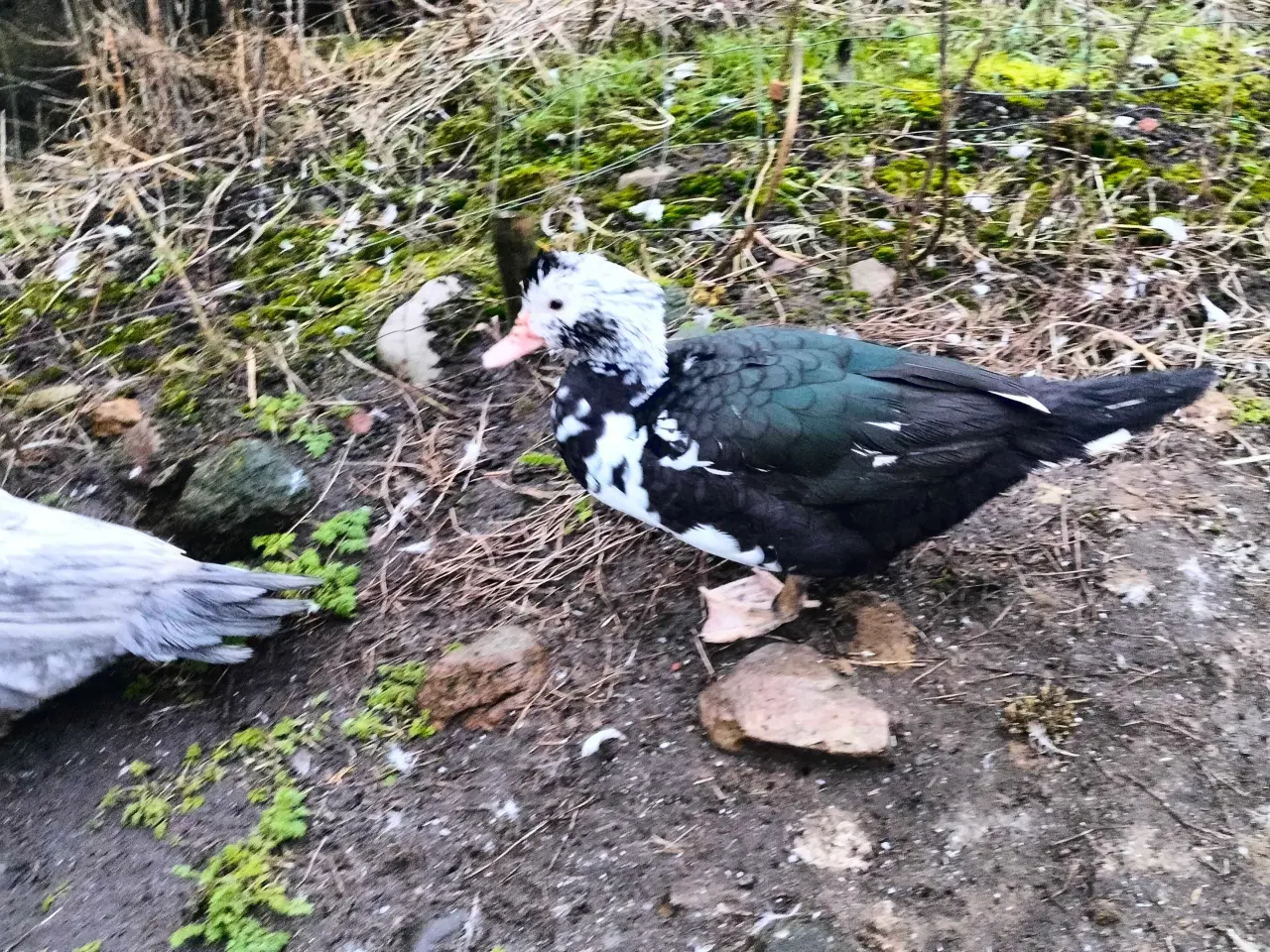 Billede 2 - Moskusænder 