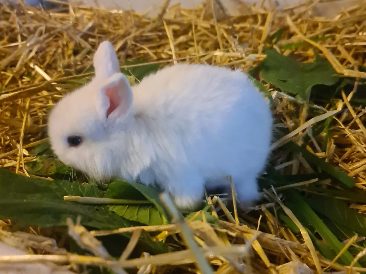 Billede 4 - Mini Lop, kanin unger 