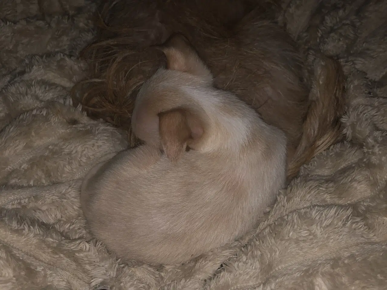 Billede 1 - Shih Tzu / Chihuahua blanding dreng