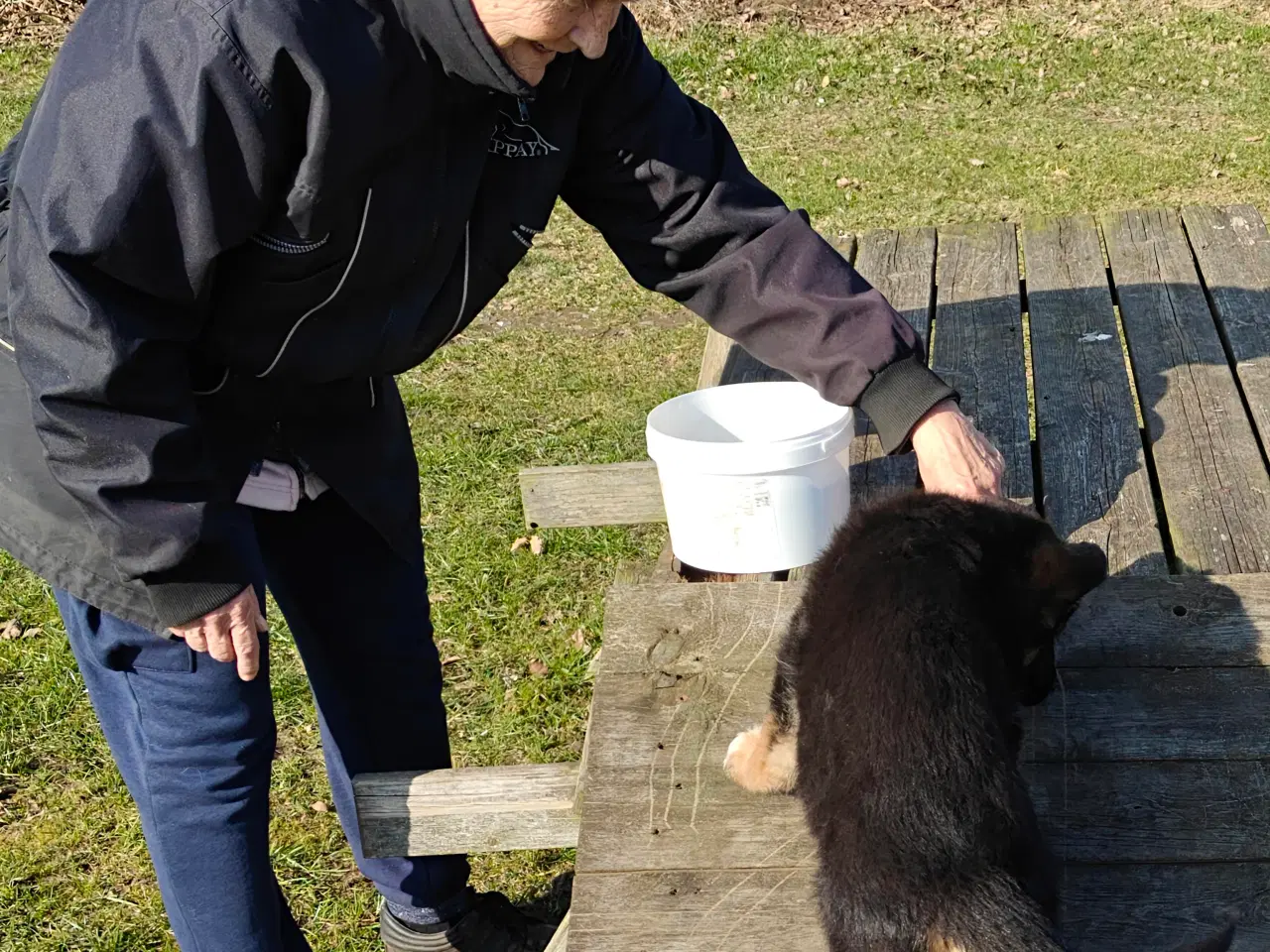Billede 8 - Schæfer valp til påske 