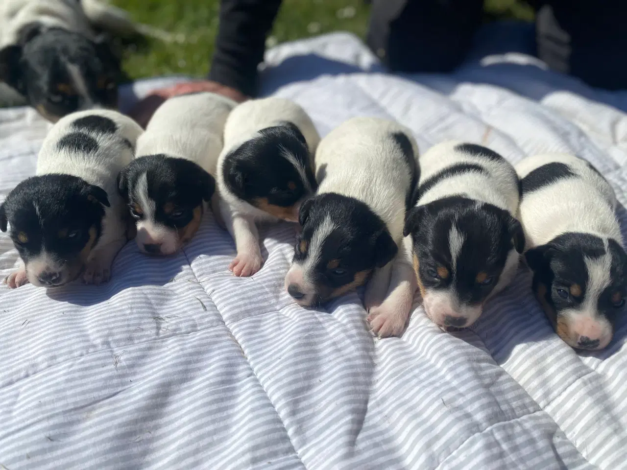 Billede 1 - Dansk-svensk gårdhund