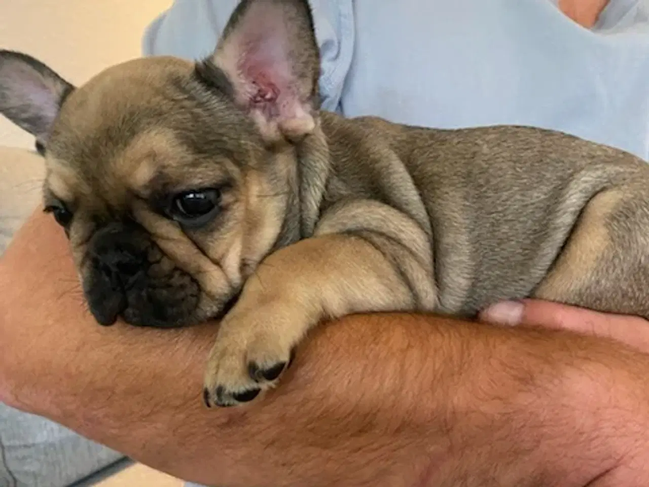 Billede 4 - Fransk Bulldog