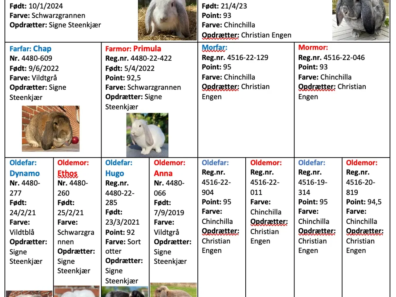 Billede 2 - FRANSK VÆDDER HAN CHINCHILLA