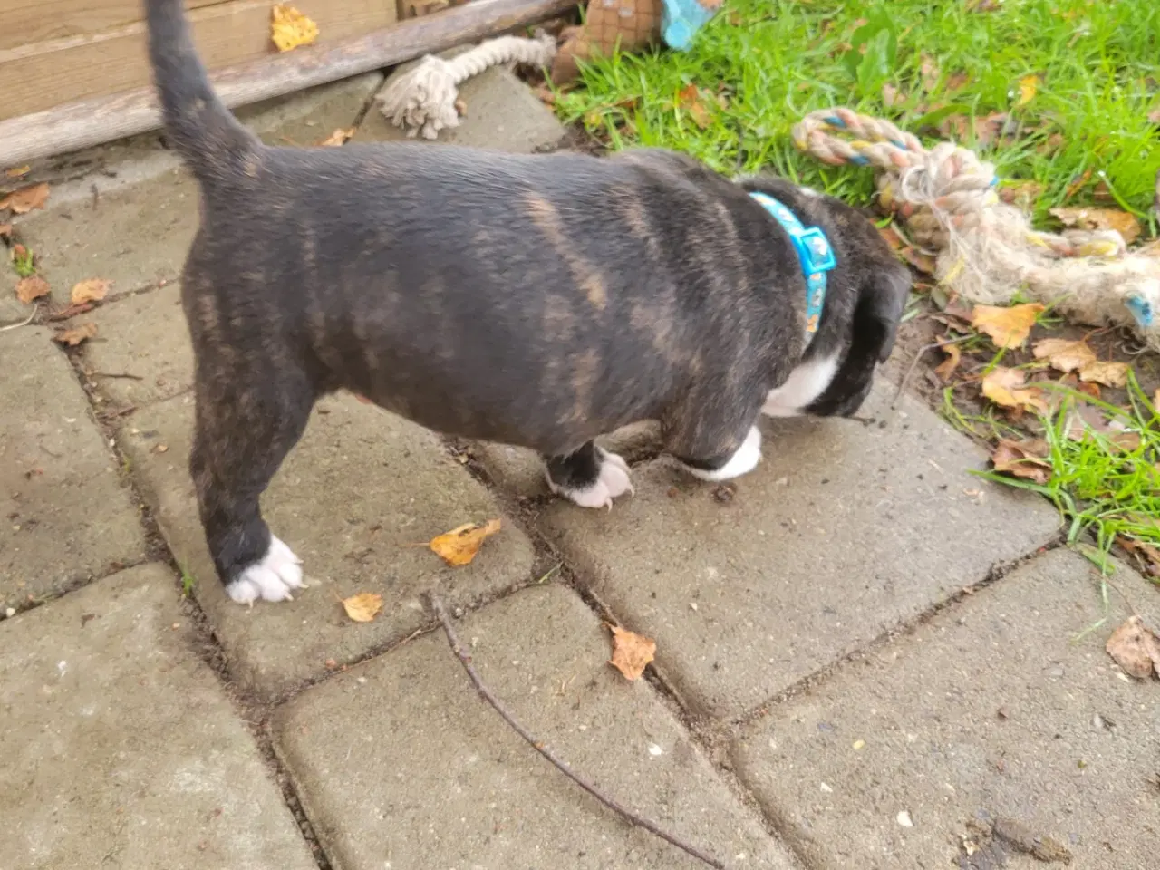 Billede 5 - Staffordshire Bull Terrier Hvalpe 5 uger