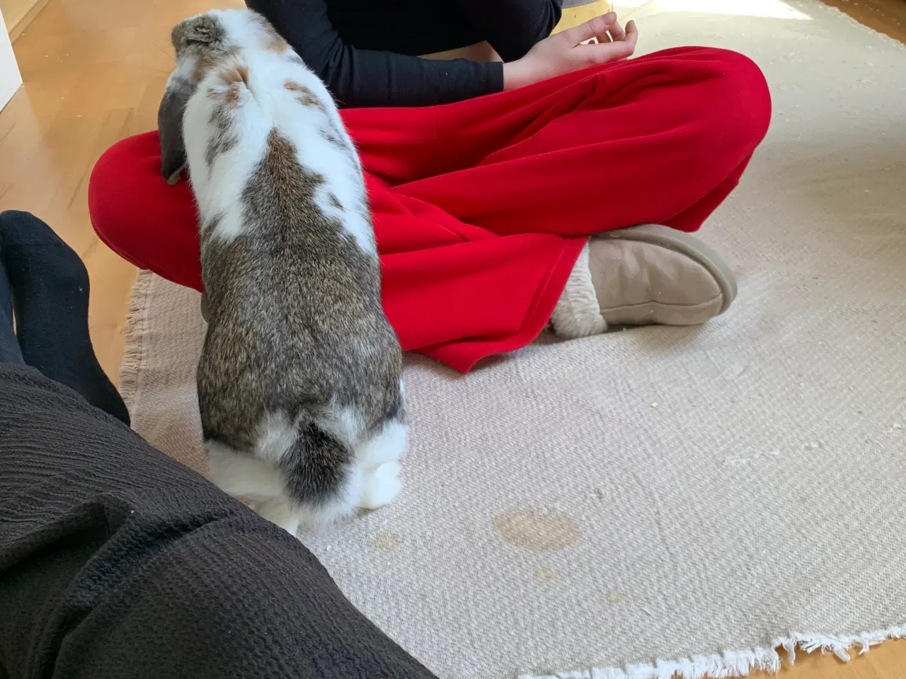 Billede 2 - tam kanin