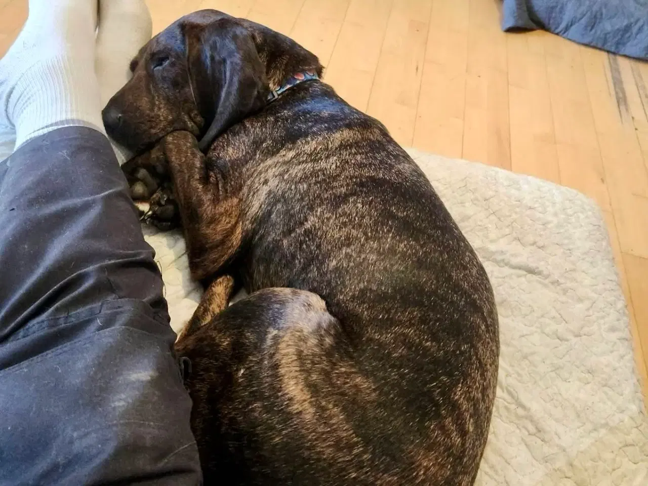 Billede 7 - Dejlige, finurlige Rollo søger ait ønskehjem 🏡💝