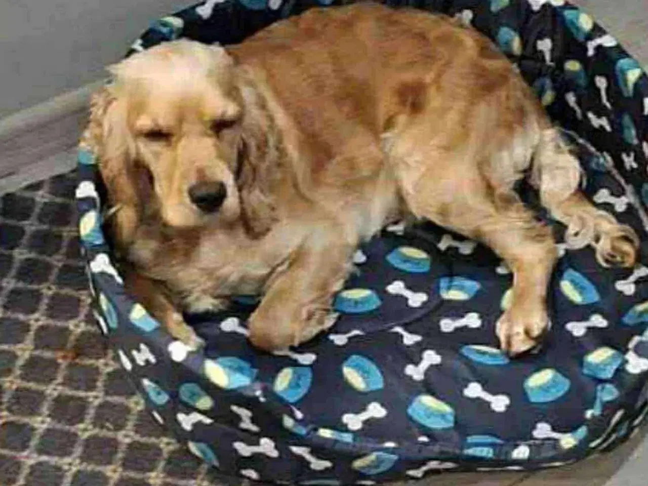 Billede 5 - Cockerspaniel par søger ny familie