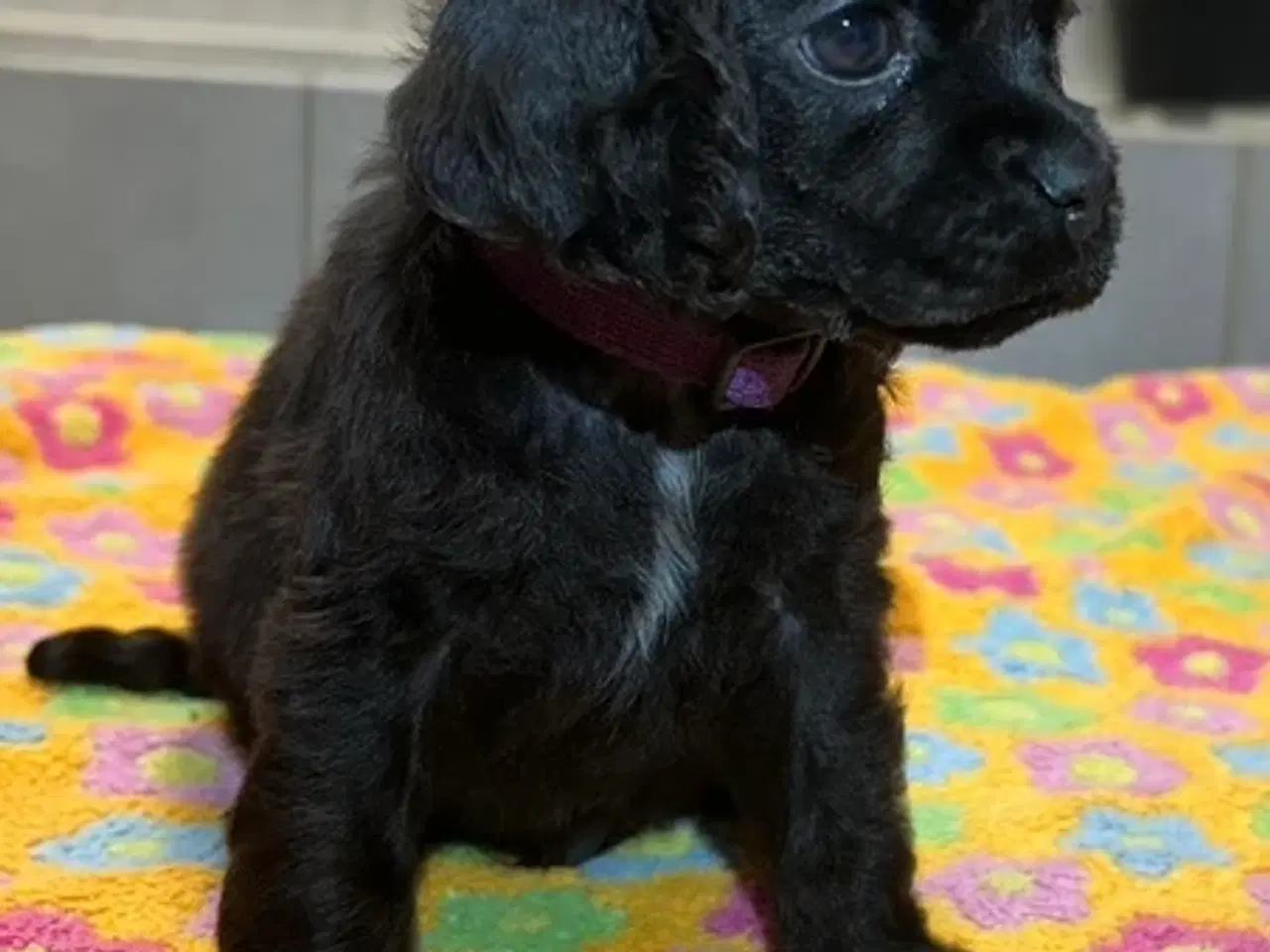 Billede 4 - Amerikansk Cocker hvalpe