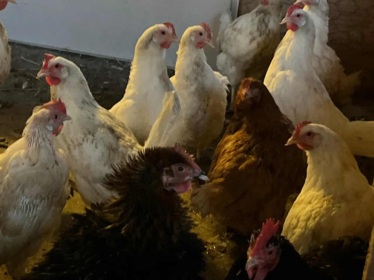 Billede 3 - høns og haner til salg 