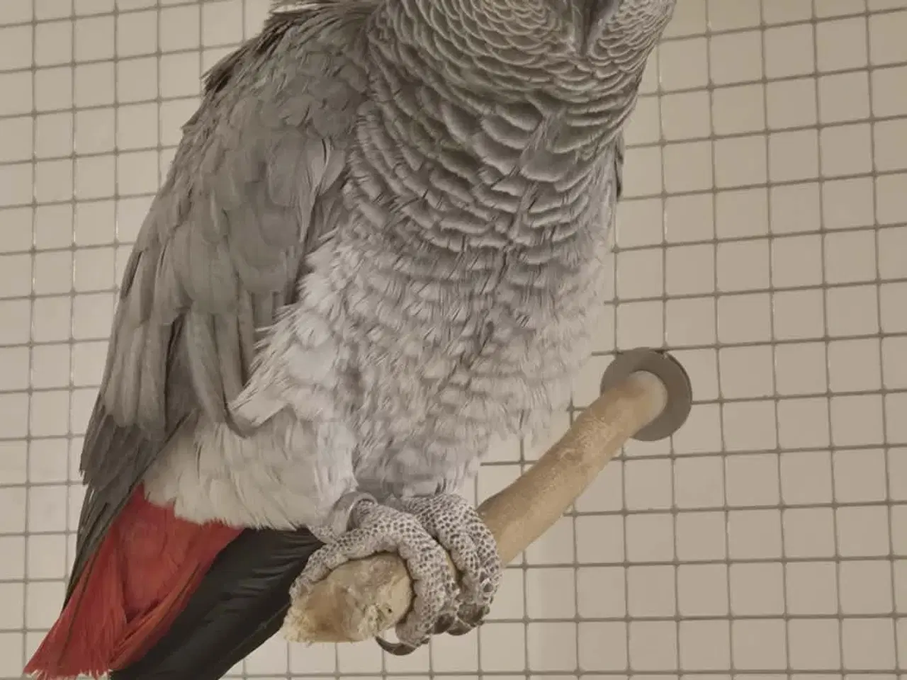 Billede 4 - 2 x Grå jaco & 1x Venuezela -papegøjer fælles hjem