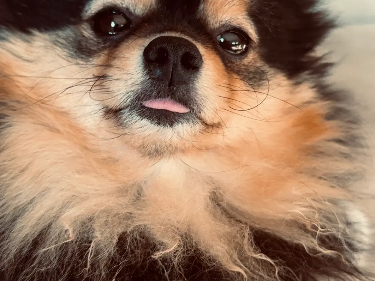 Billede 5 - Merle pomeranian 