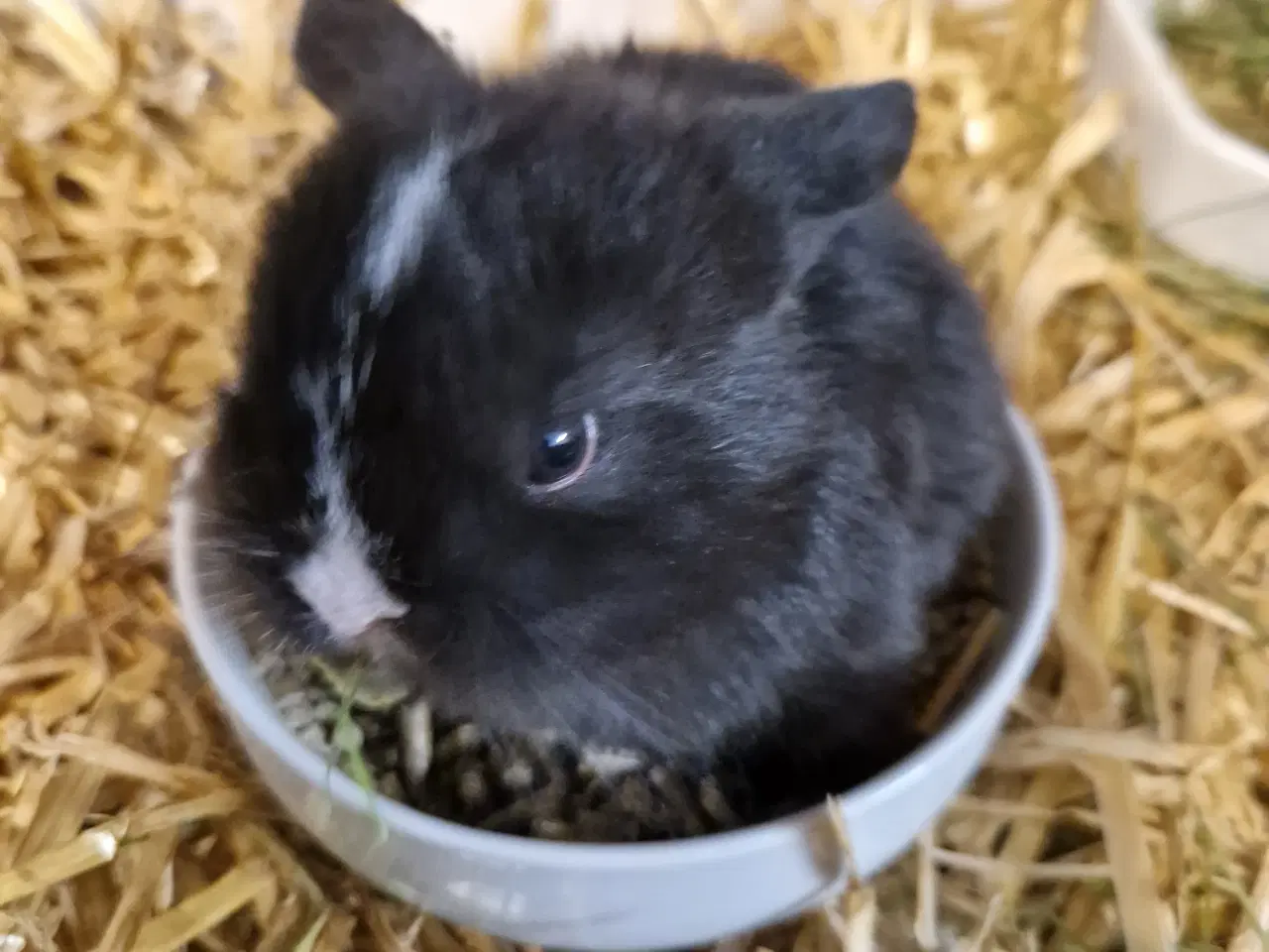 Billede 1 - Minilop unge