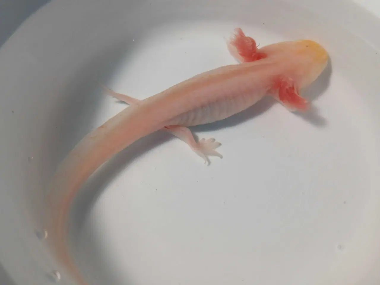 Billede 5 - Mosaik Axolotl 