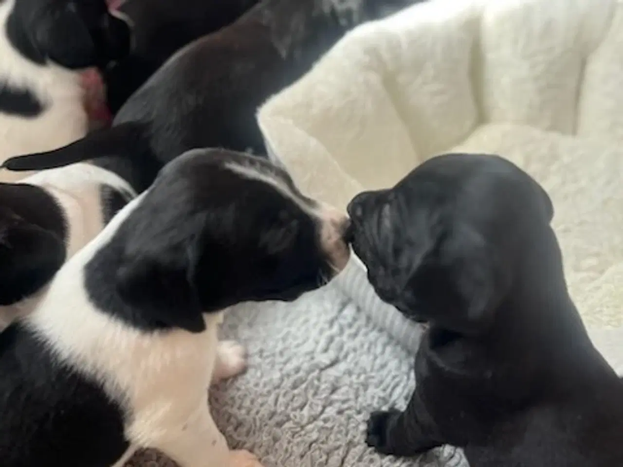 Billede 8 - Hundehvalpe