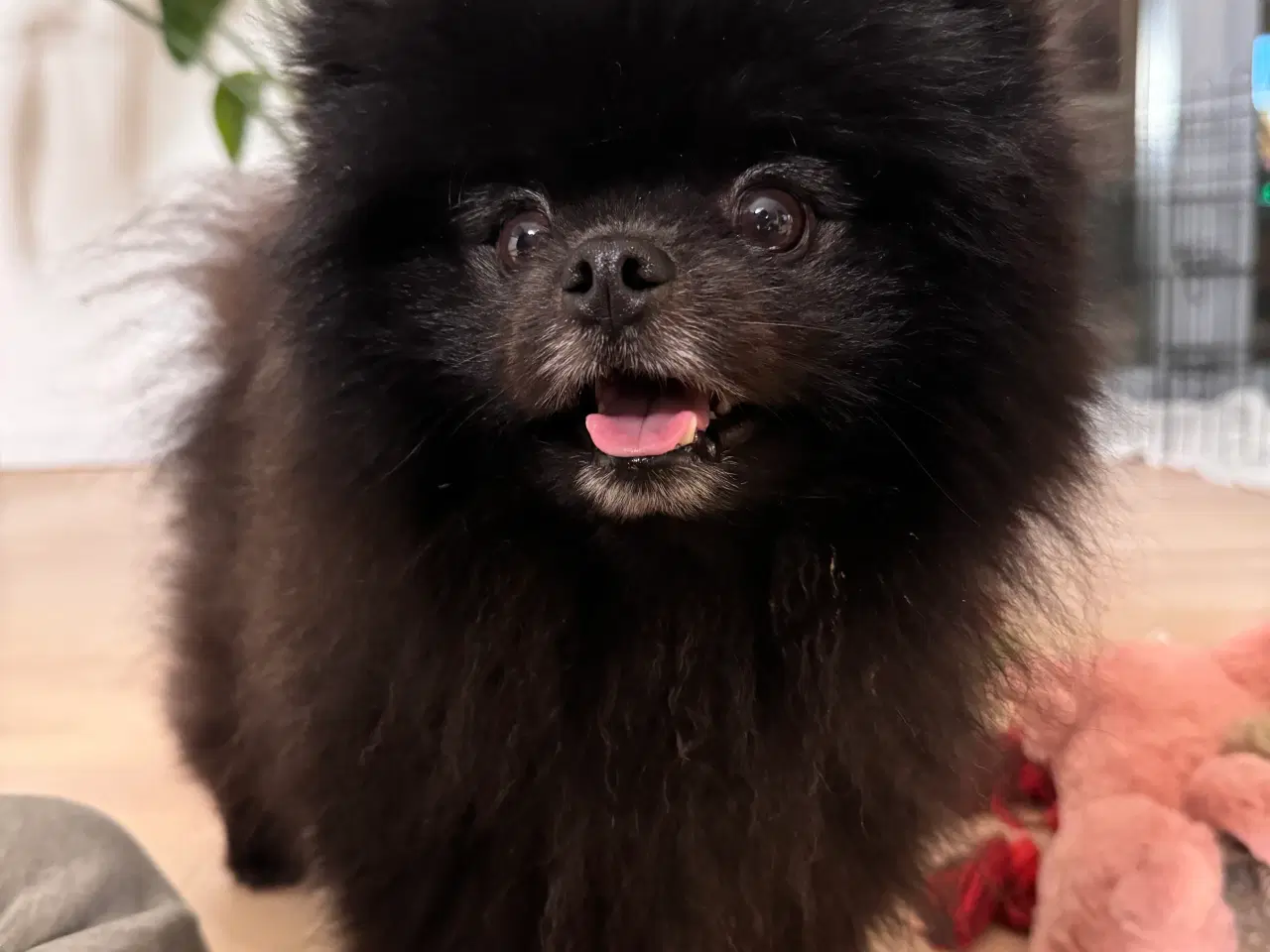 Billede 3 - Pomeranian han 