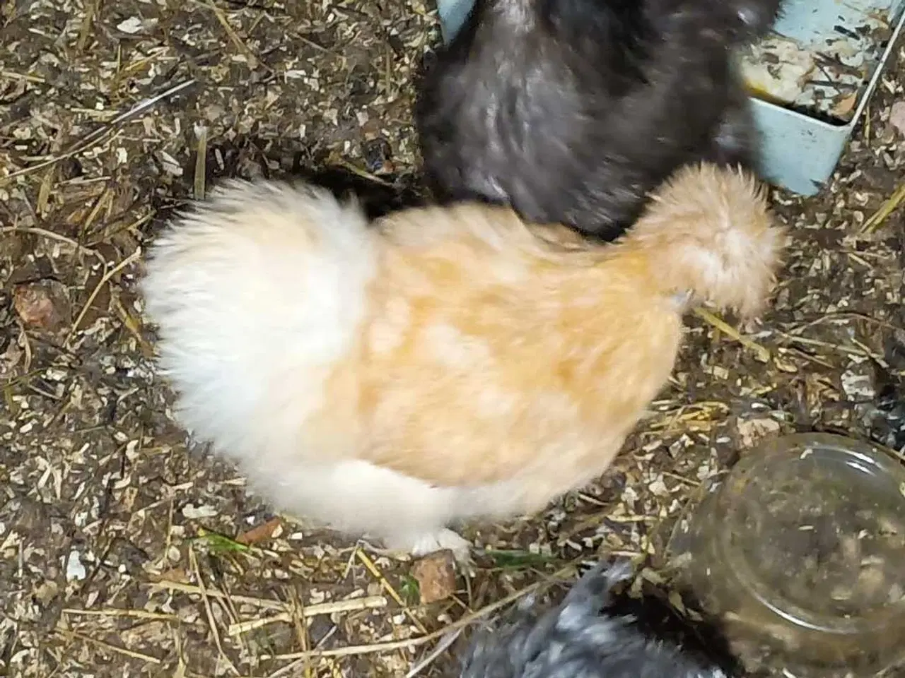 Billede 1 - Dværg silkehøns høner