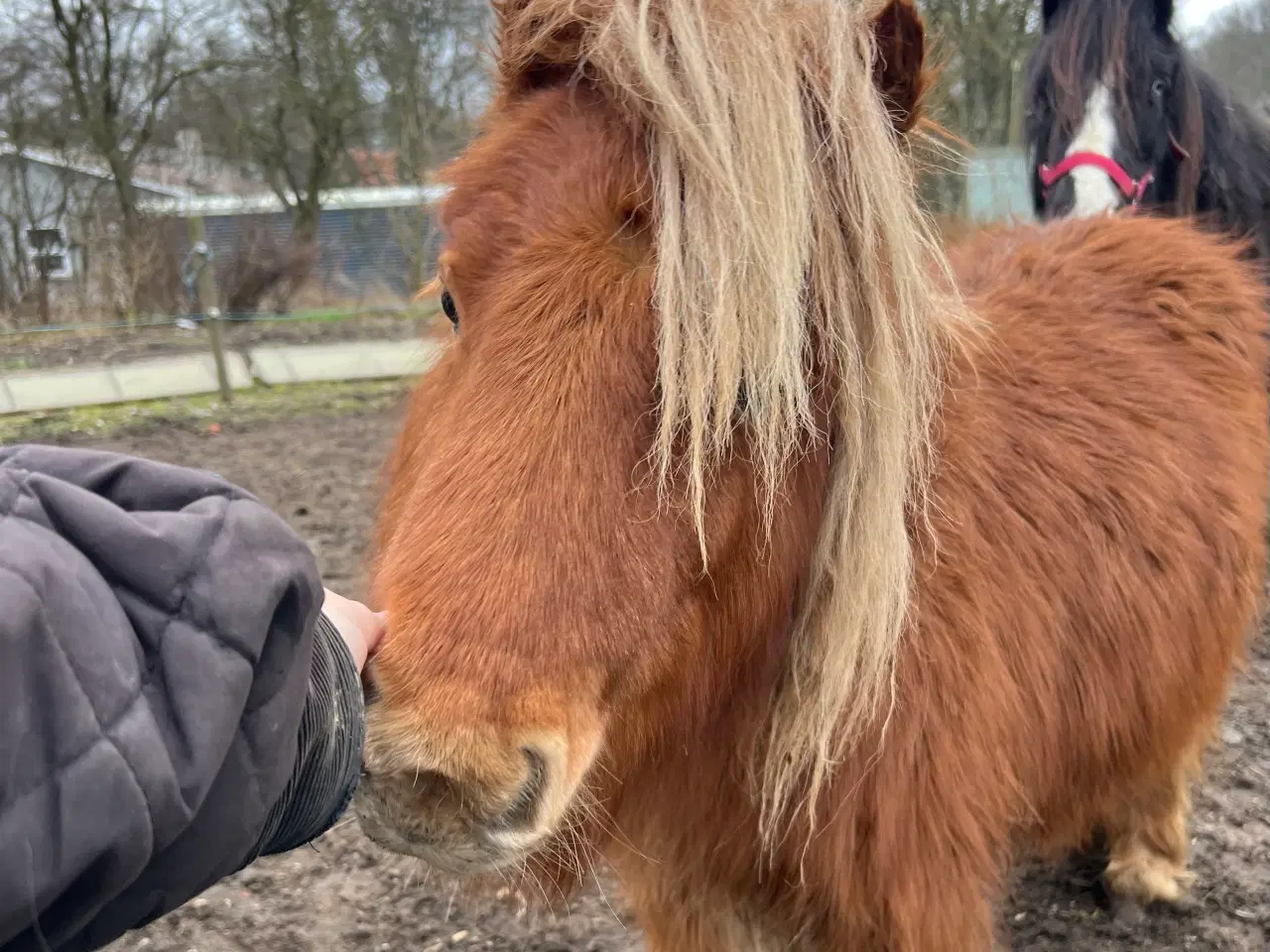 Billede 1 - Hingst fra 2023 