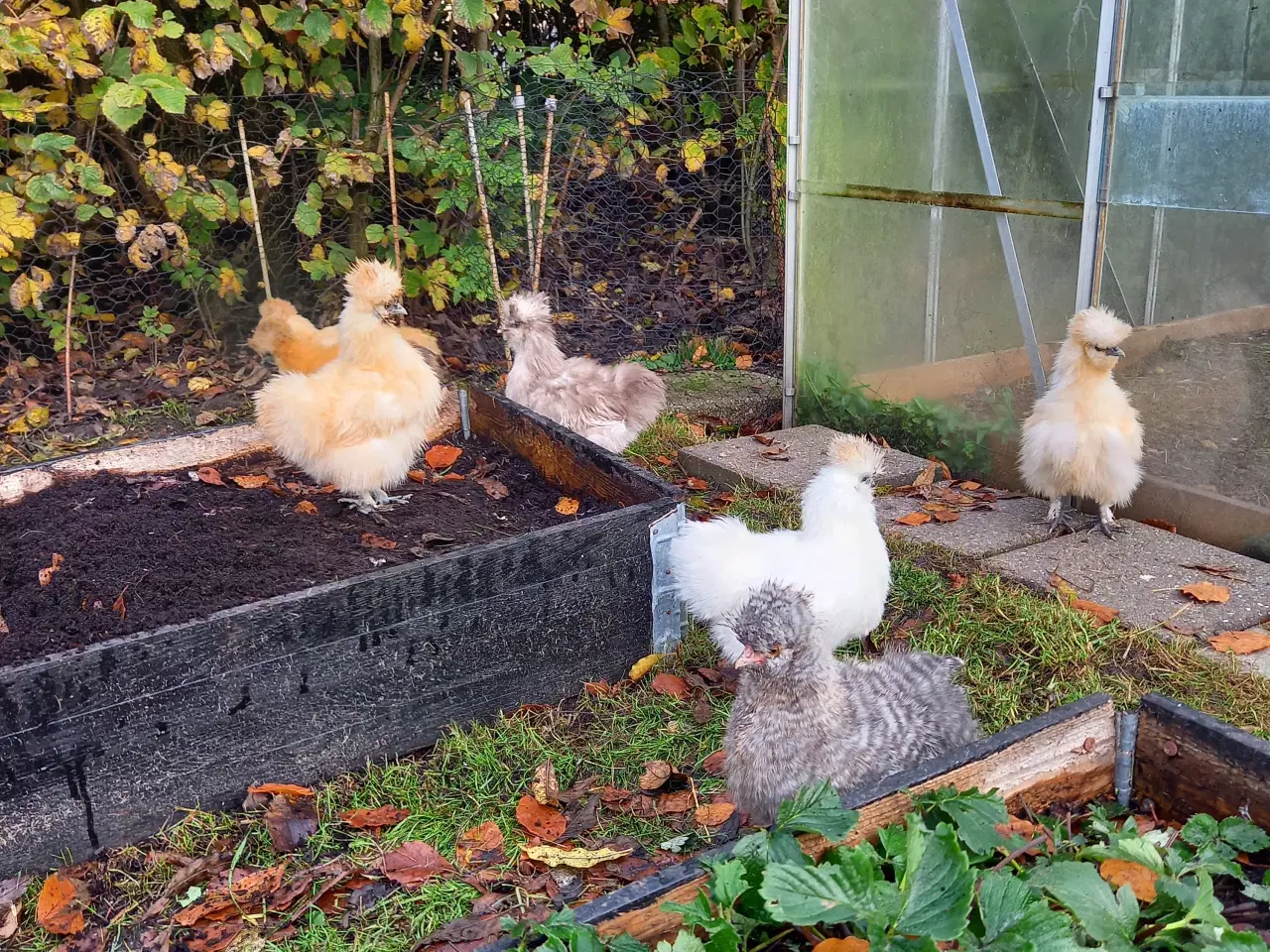 Billede 2 - Us silkehøns