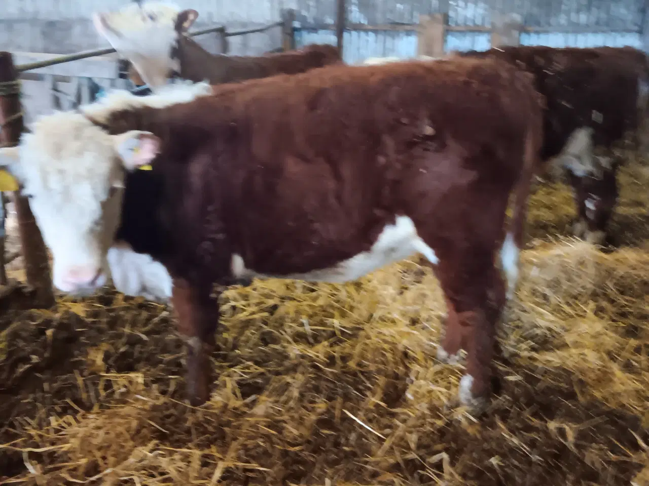 Billede 1 - Økologisk Hereford kvier