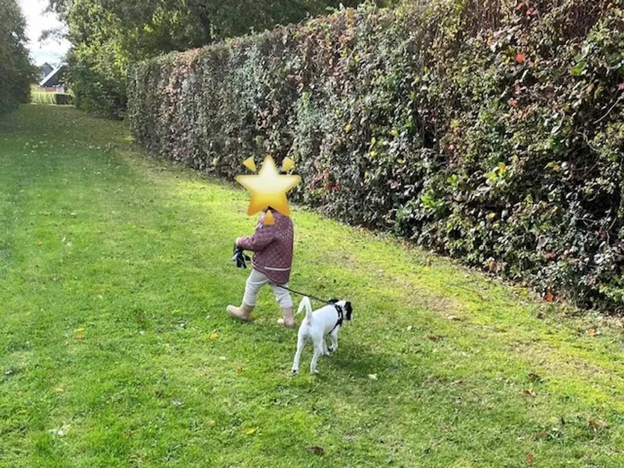 Billede 6 - Dansk/svensk gårdhund på 5 mdr 