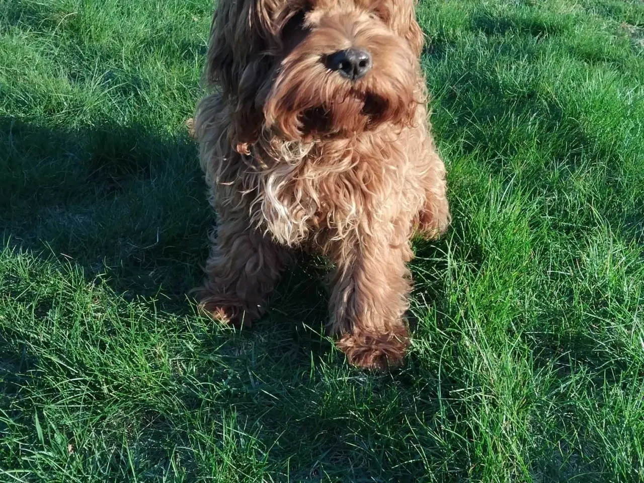 Billede 6 - Sødeste Cockapoo Pige