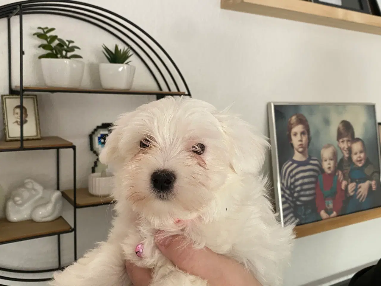 Billede 5 - Maltipoo hvalpe 