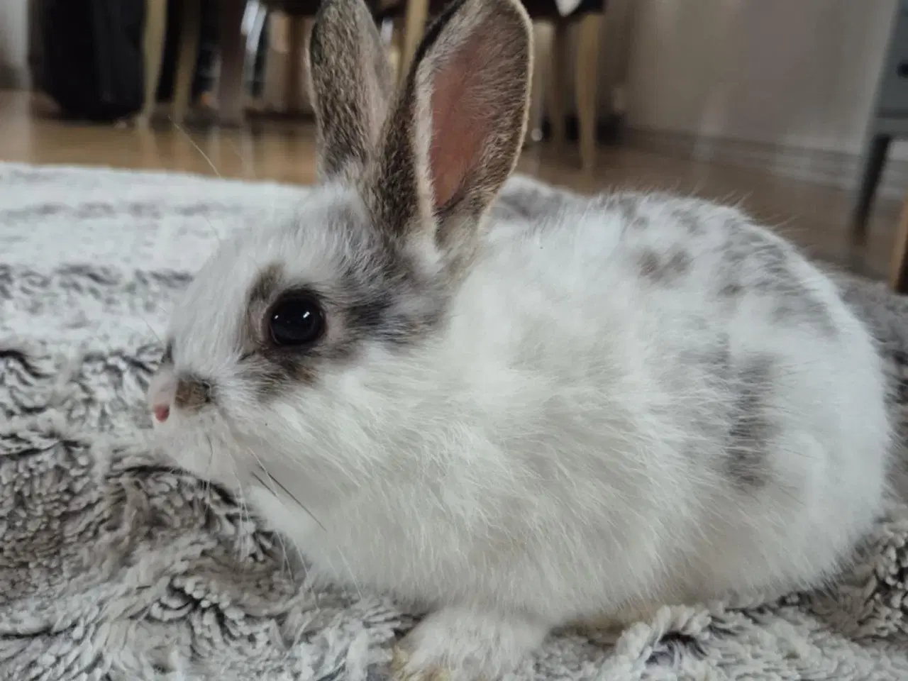 Billede 8 - Kaninunger blandings race 