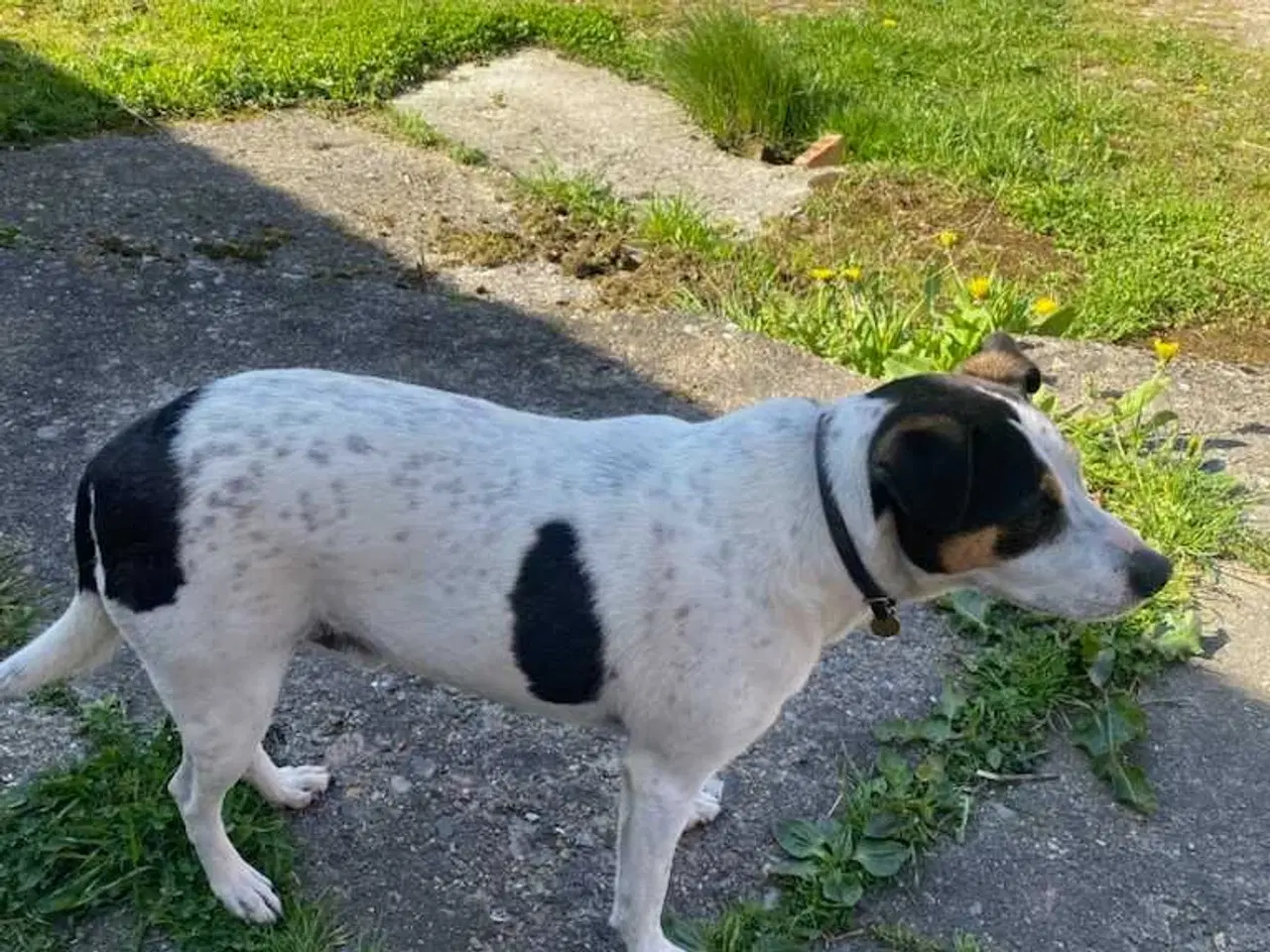 Billede 11 - Hvalpe, Dansk Svensk gårhund 