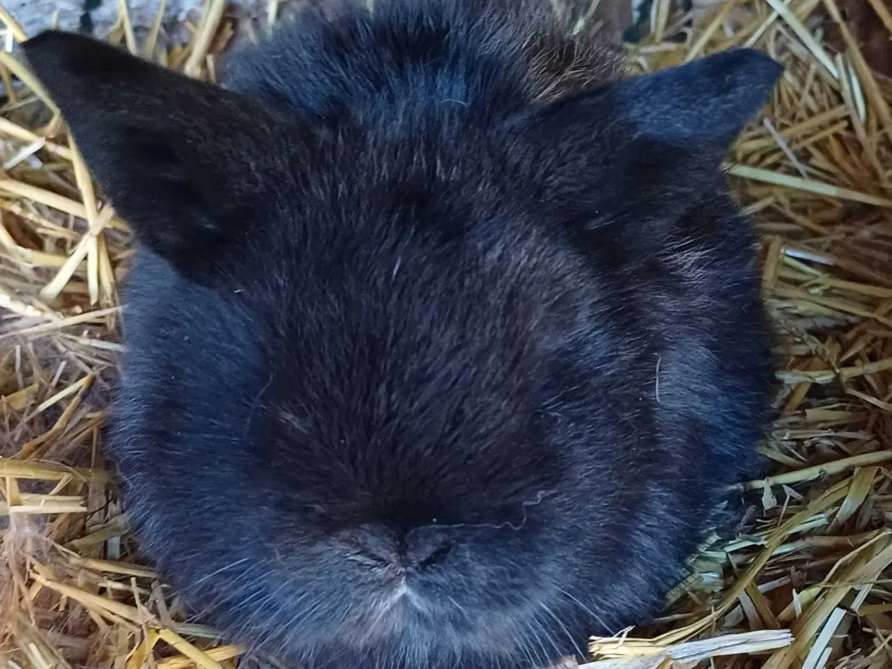 Billede 3 - Kaninunger sælges