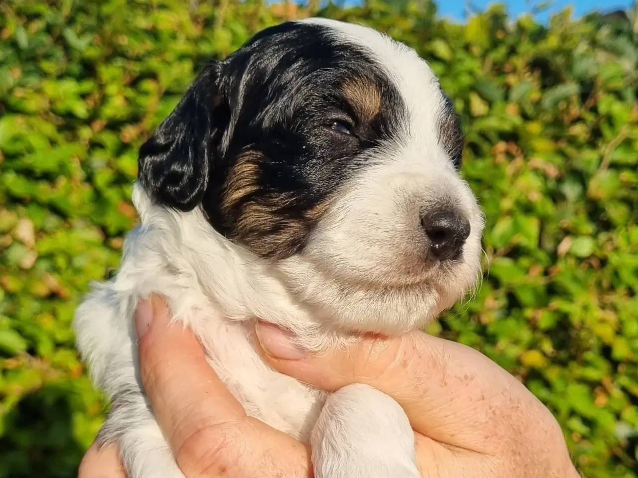 Billede 6 - Golden Doodle F1b hvalpe – klar til nye hjem i okt