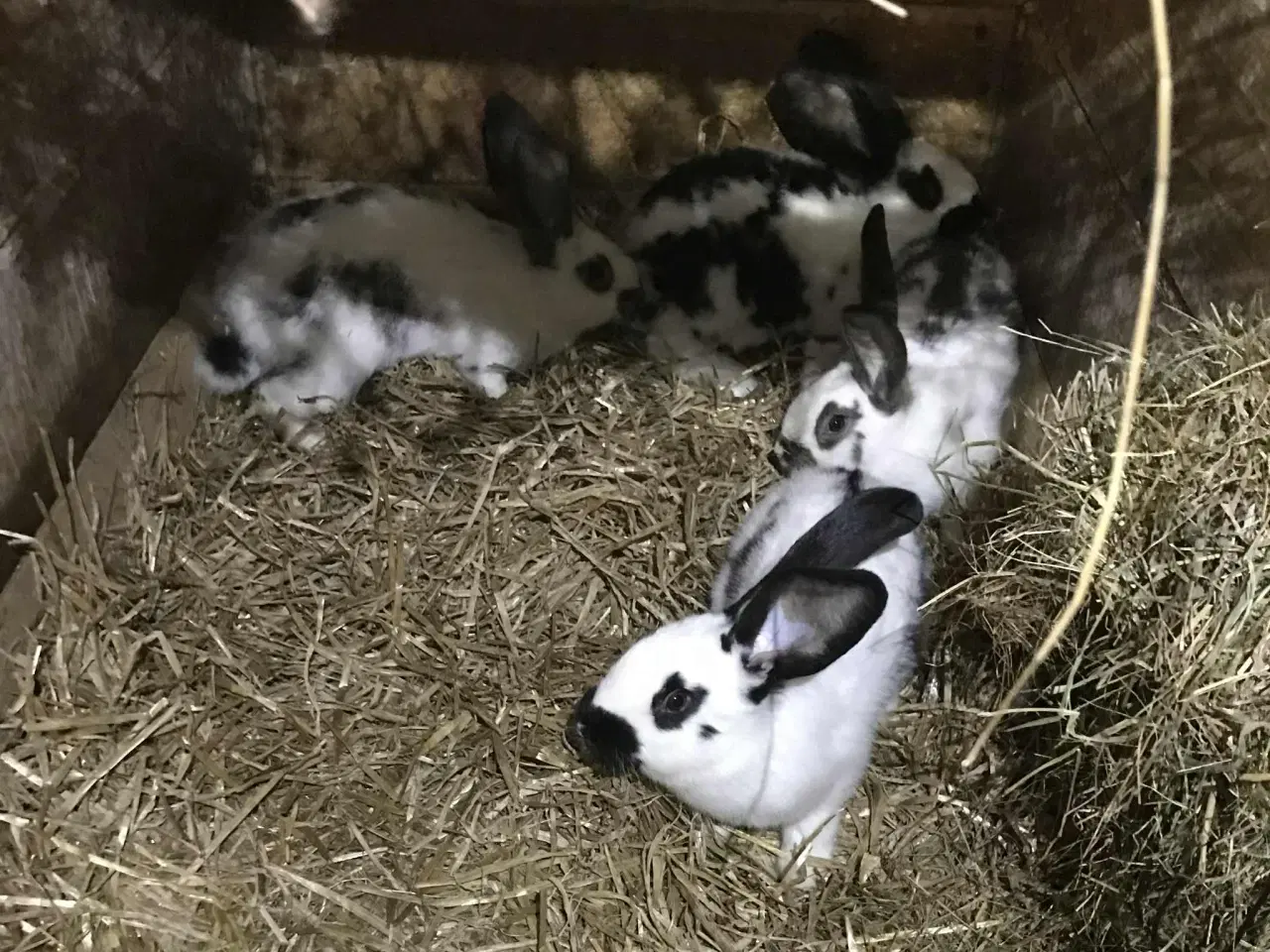 Billede 5 - Belgisk kæmpe/tysk kæmpe kryds sælges pga ophør