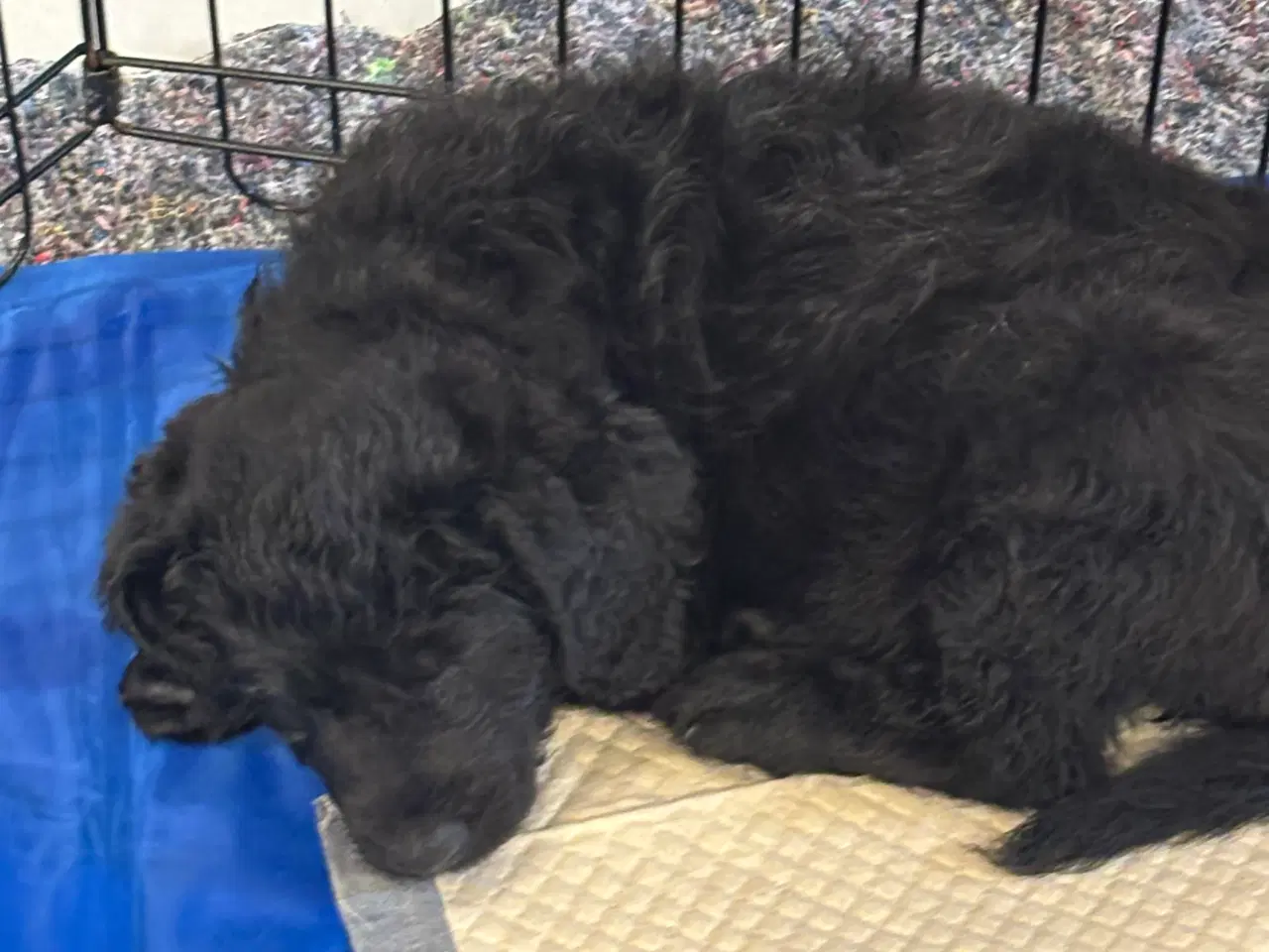 Billede 5 - Labrador Retriever blanding