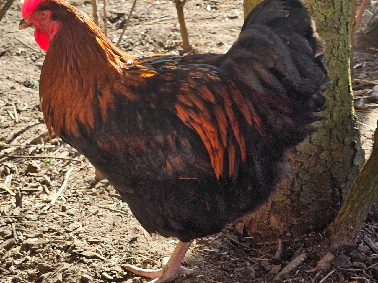 Billede 1 - Maran / blandings hane 