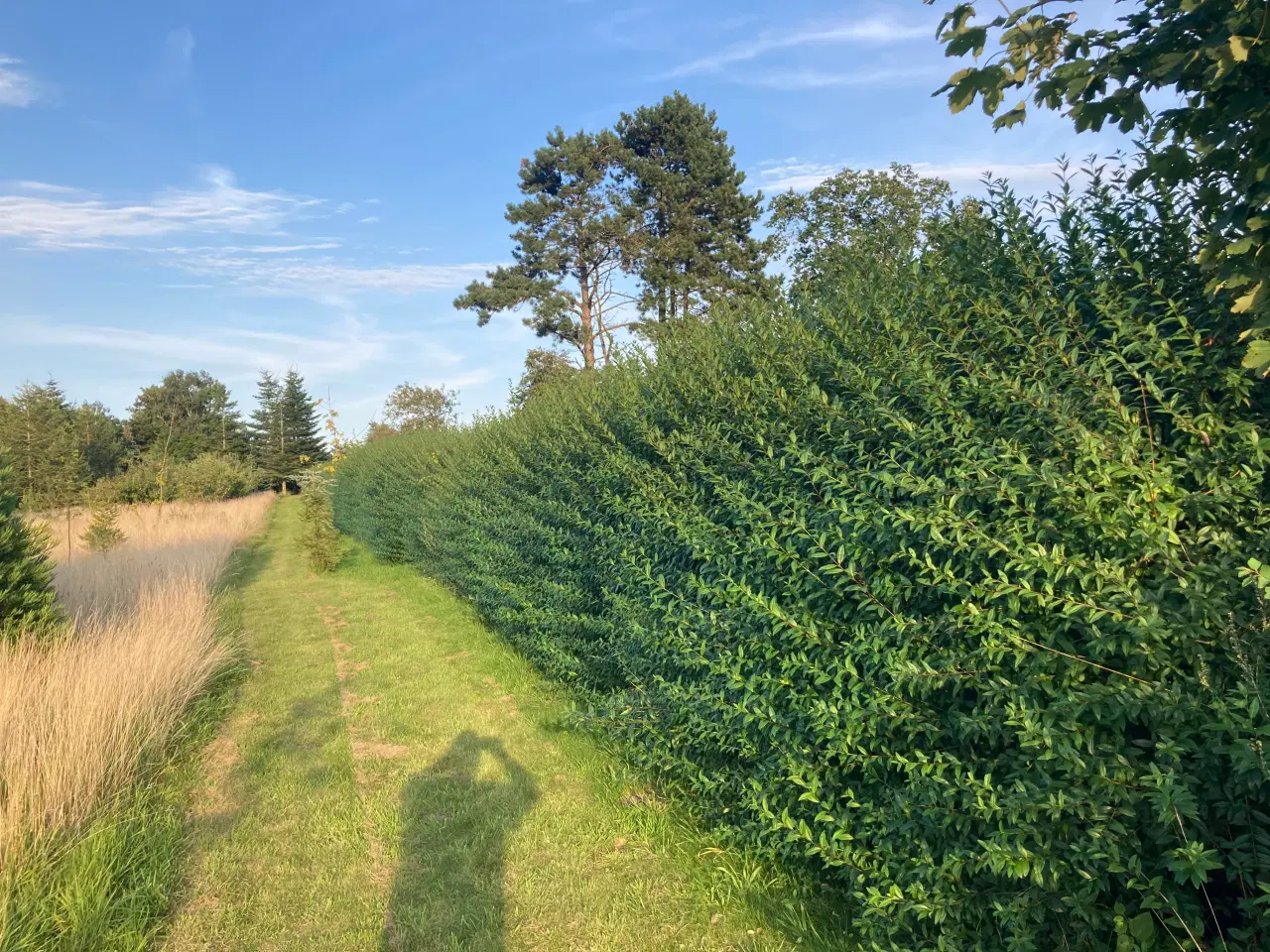 Billede 5 - Ligusterhæk, (færdig hæk ca.200cm)