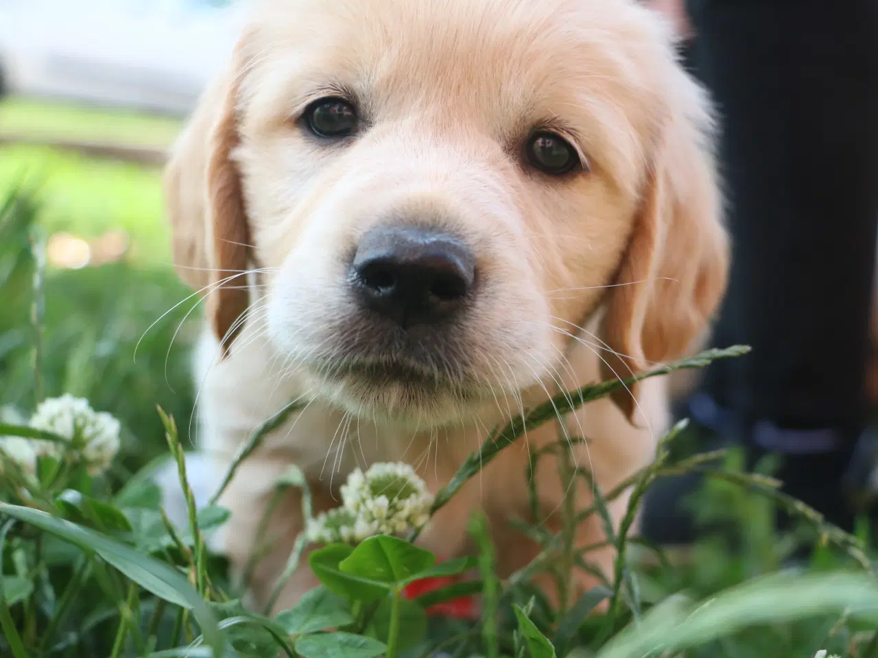 Billede 16 - Golden Retriever tilbydes til parring