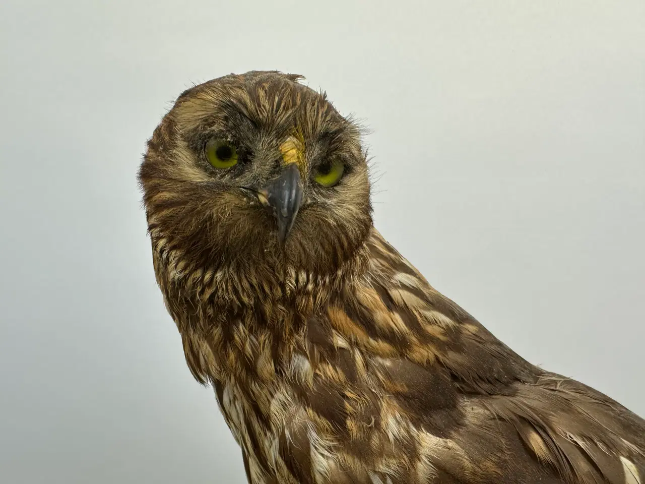 Billede 5 - Udstoppet høg m. bytte