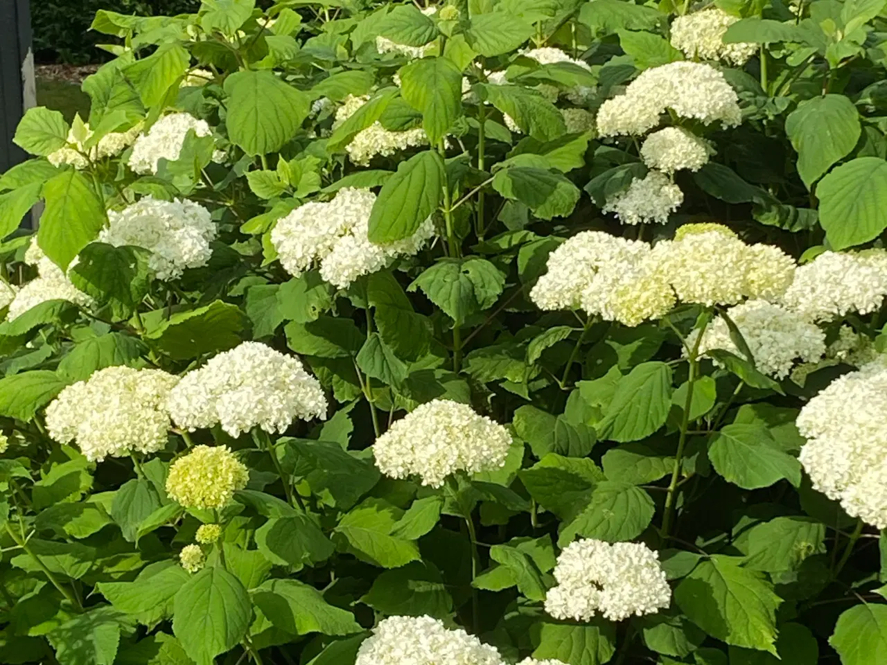 Billede 1 - Stor hvide hortensia 