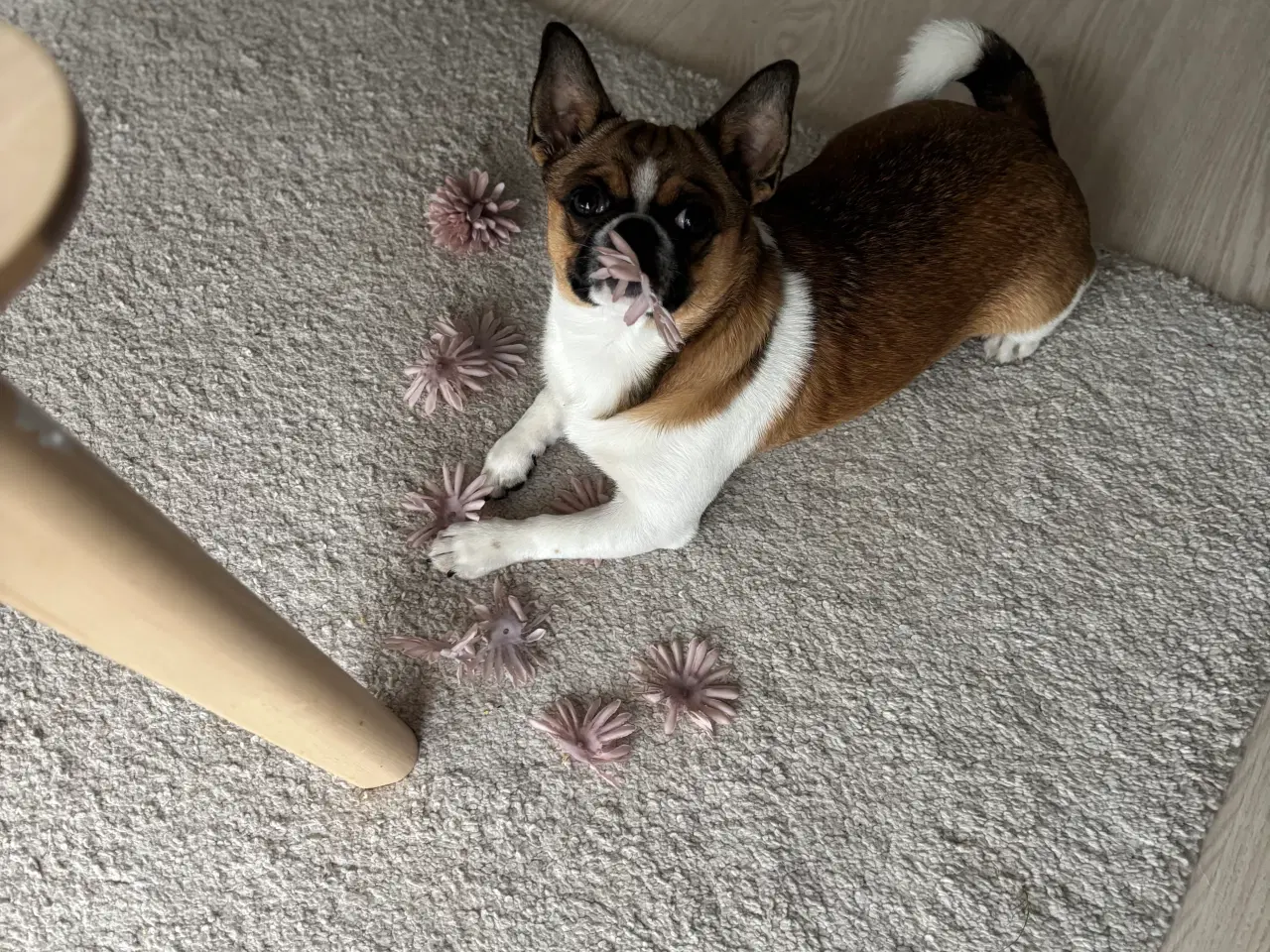 Billede 8 - Dejlig hanhund tilbydes til avl. 