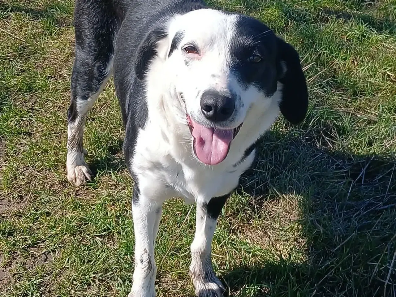 Billede 1 - Skønne Frigg søger sin egen familie