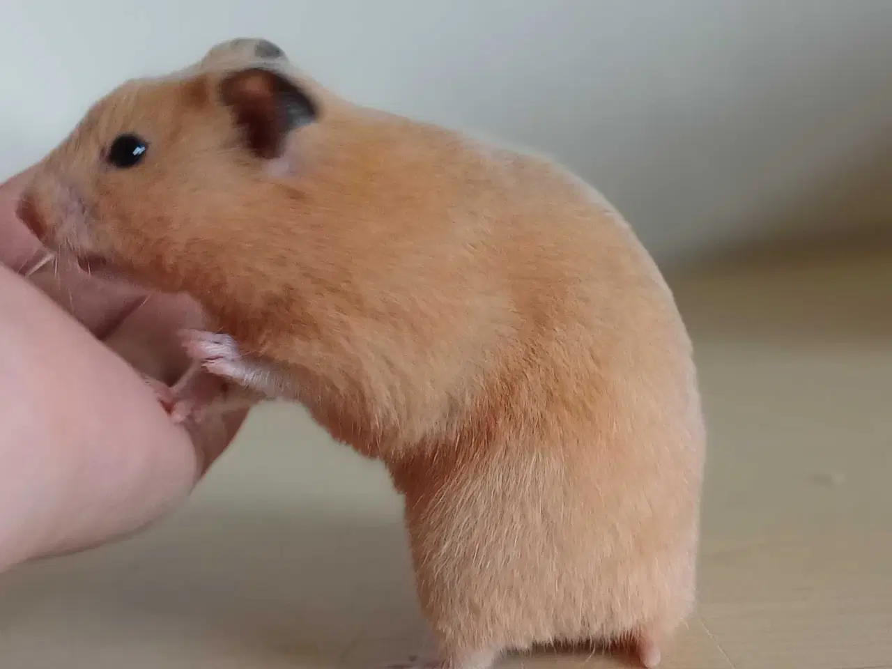 Billede 4 - Guldhamster unger