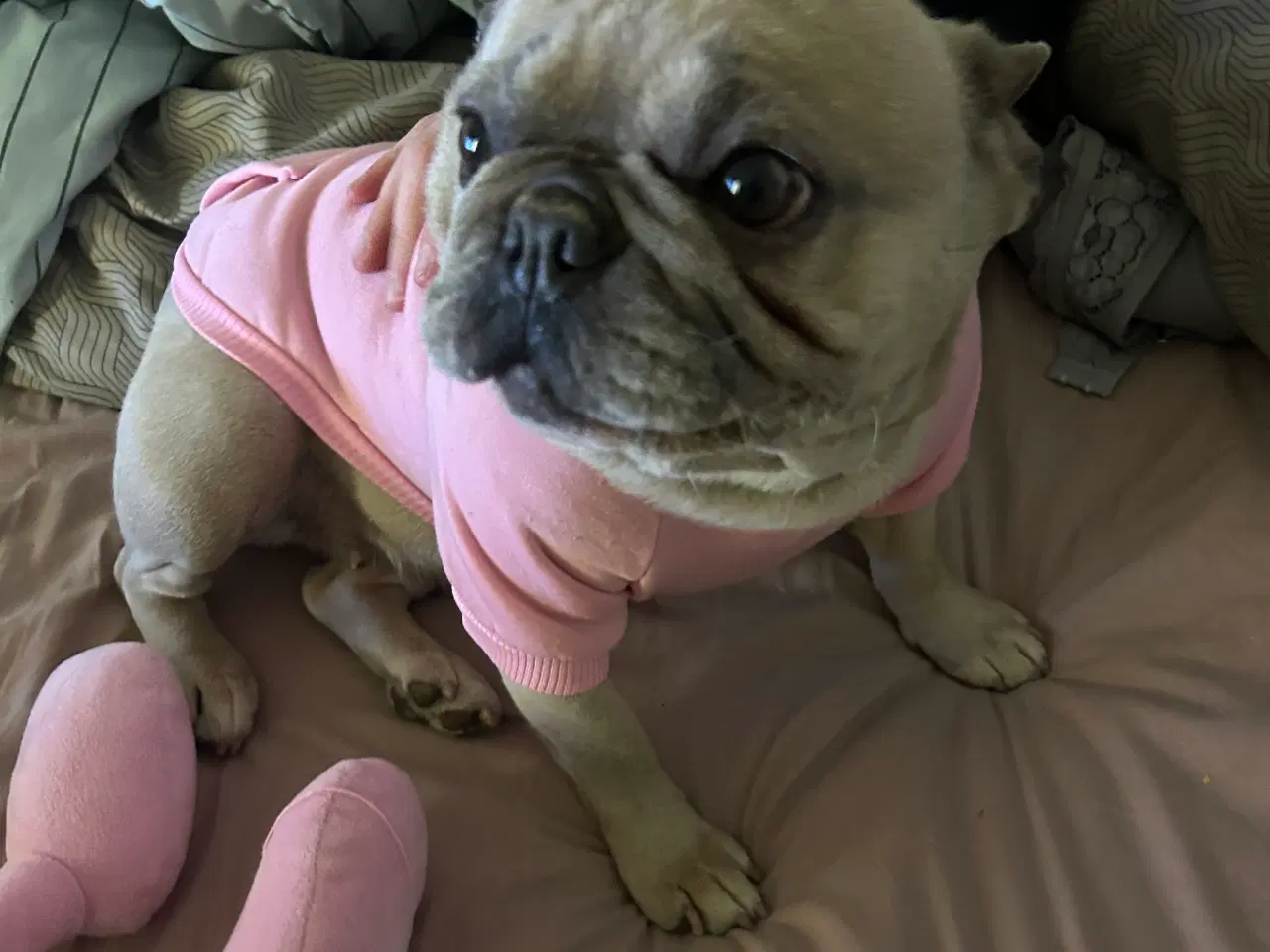 Billede 2 - Hund søger et nyt hjem