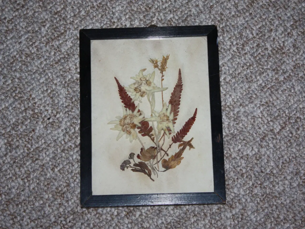 Billede 1 - Billede med herbarium edelweiss 16 cm x 12,5 cm
