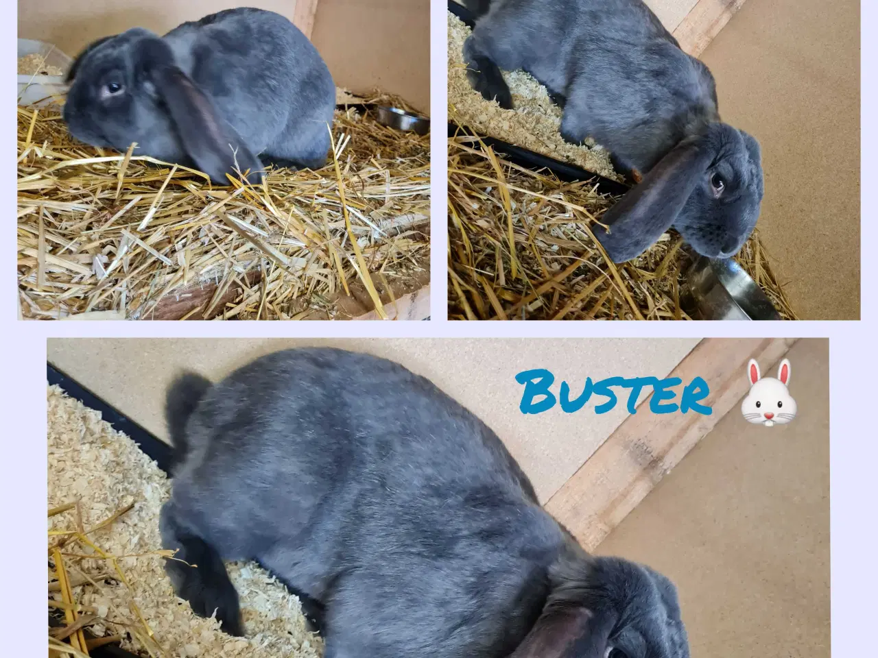 Billede 1 - Franske væddere søger nye hjem 🐰