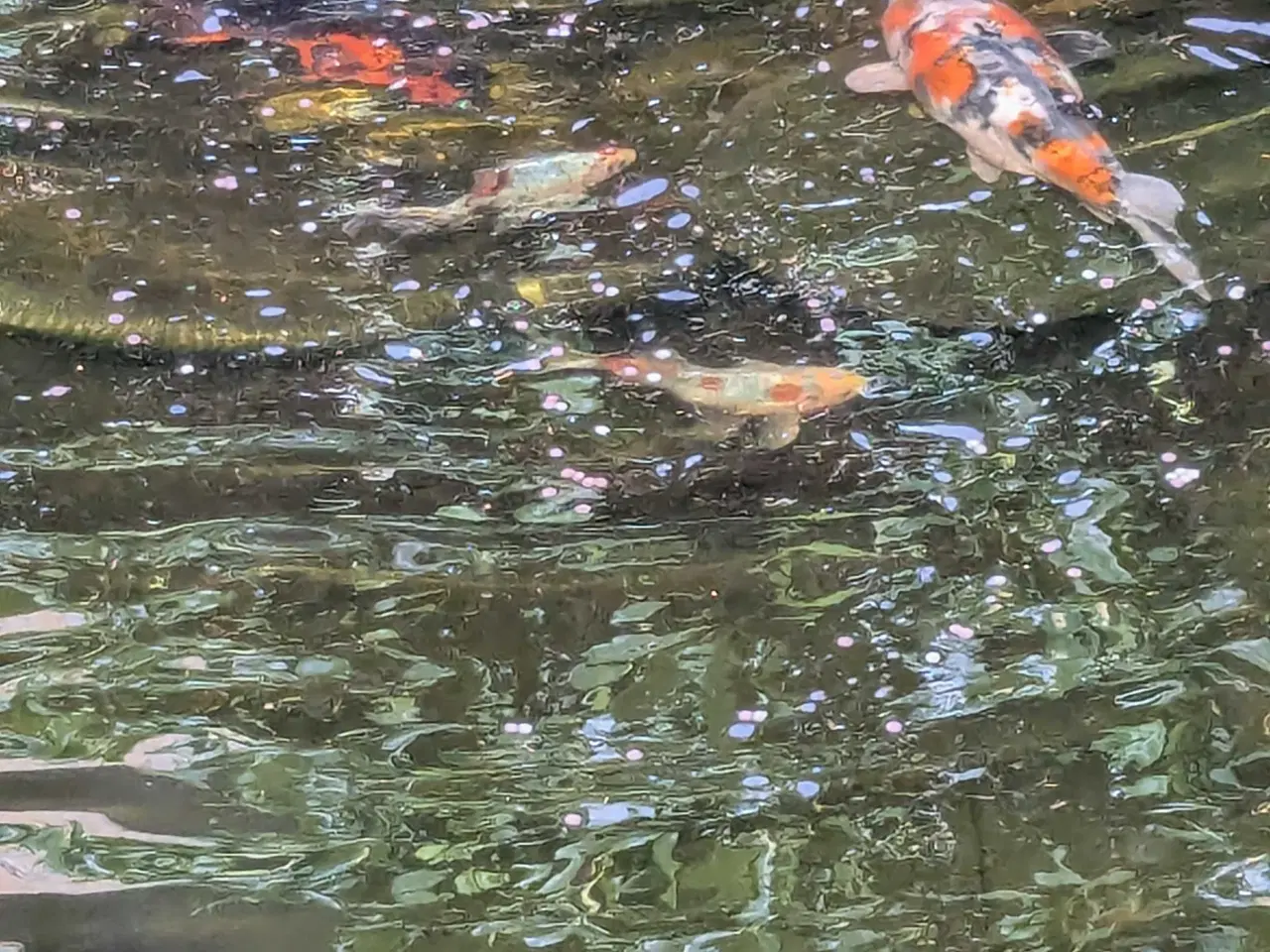 Billede 3 - Koi karper ca. 35 cm