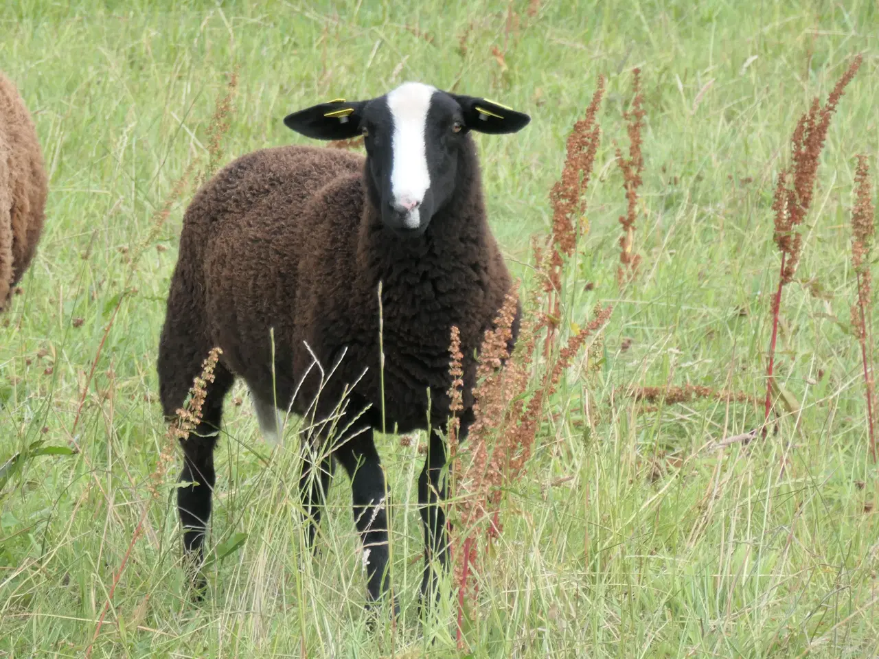 Billede 2 - Zwartbles kastrat, M3, vaccineret, klovsygefri
