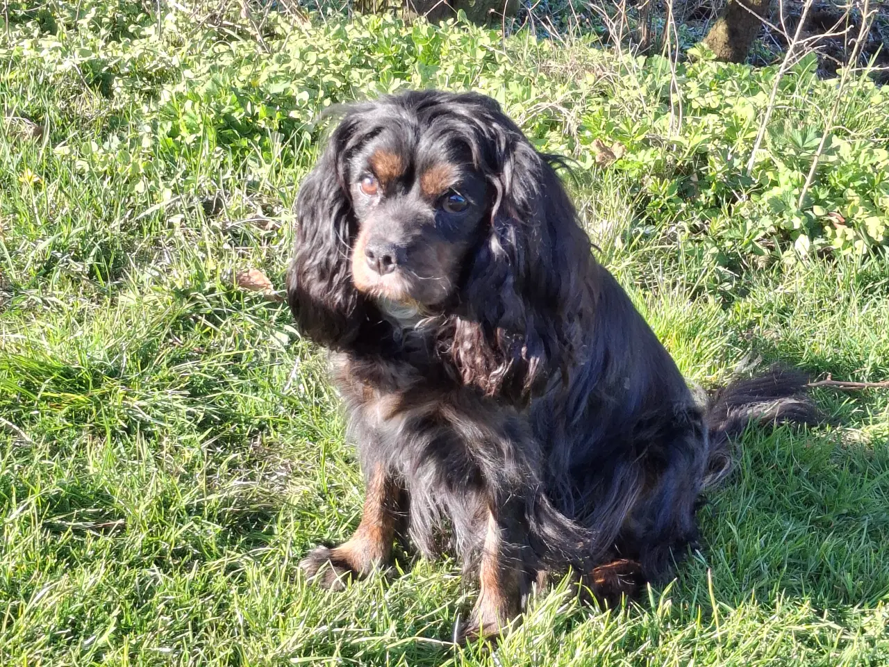 Billede 4 - Cavalier King Charles hvalpe