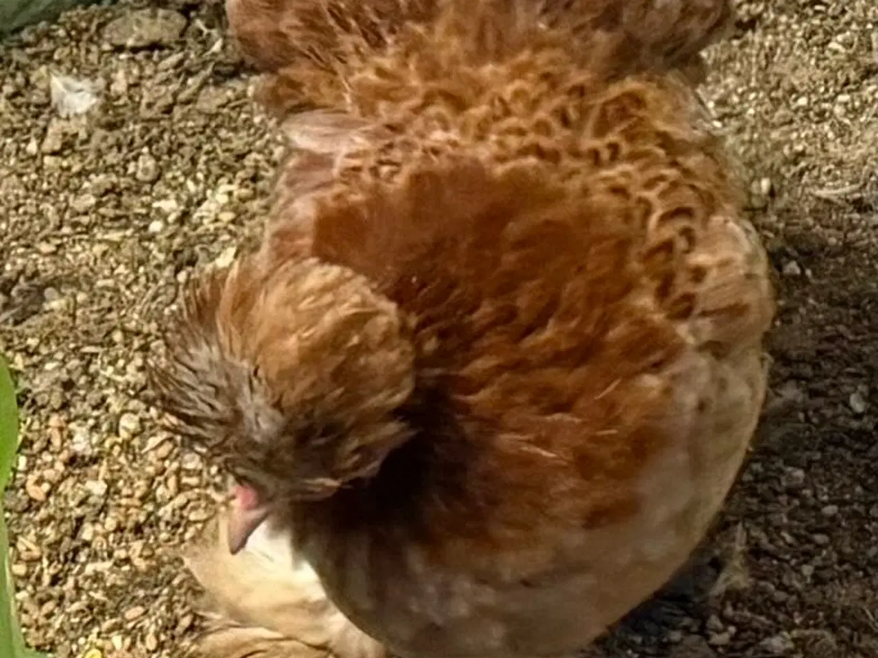 Billede 7 - Dværg blandings høner