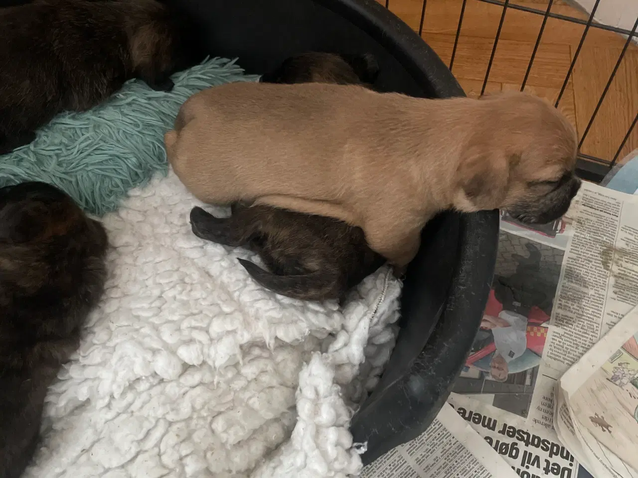 Billede 6 - Fransk cavapoo søger ny sofa arm🥰