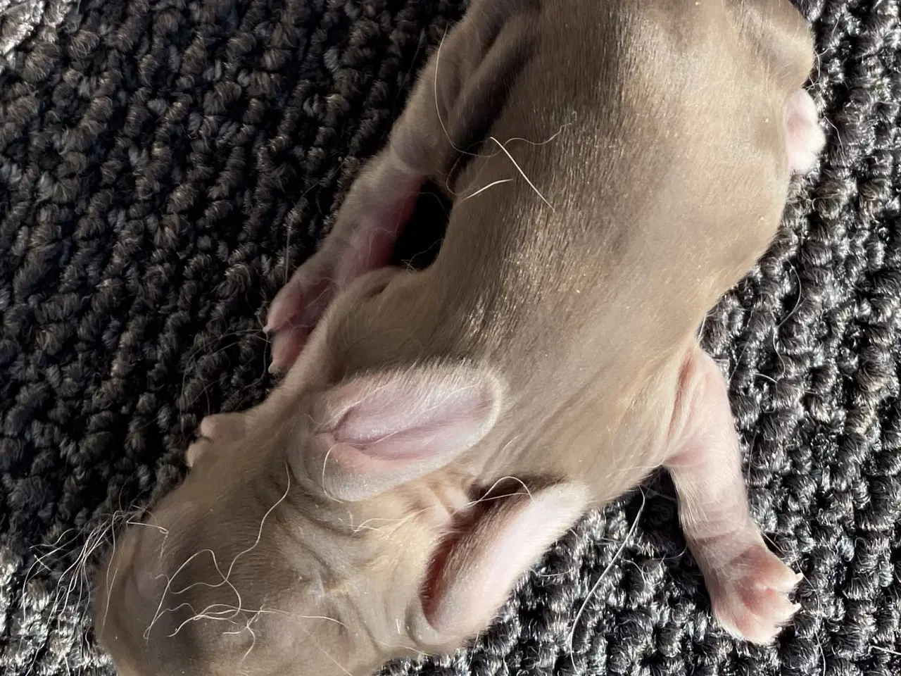 Billede 2 - FRANSK VÆDDER HUN HAVANA OTTER