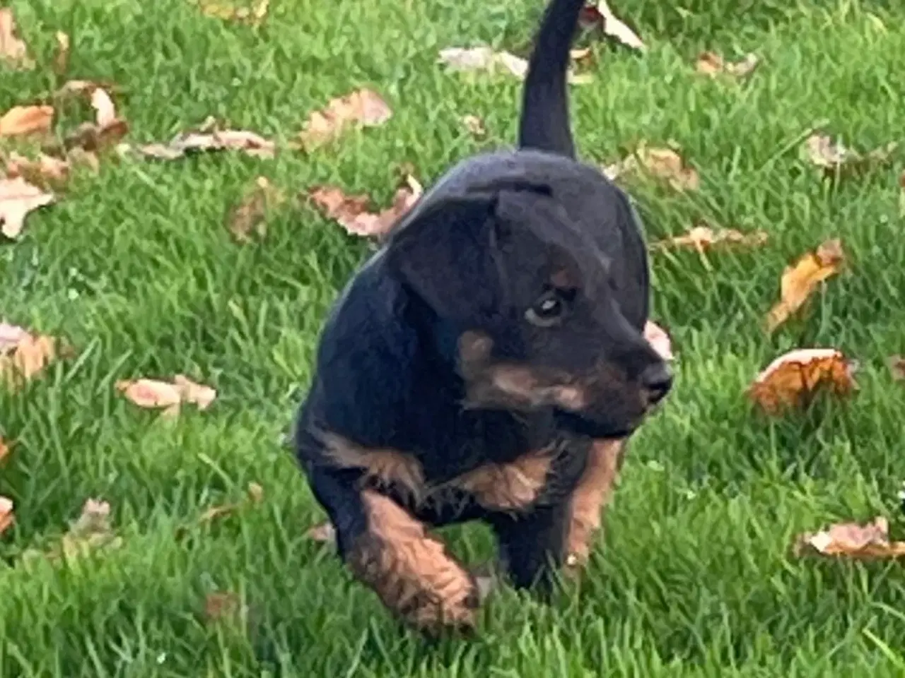 Billede 5 - Tysk Jagtterrier hvalpe salgsklar - 2 hanner